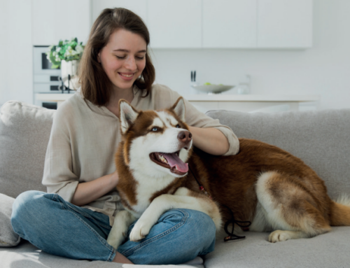 Garde d’animaux à domicile : le guide complet pour confier votre compagnon en toute sérénité